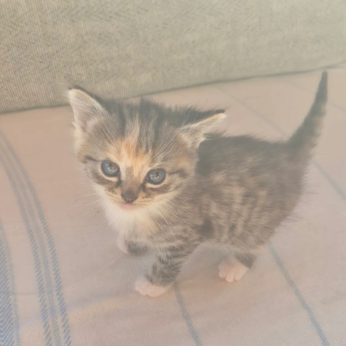 Beautiful Kittens with starter set - Image 1