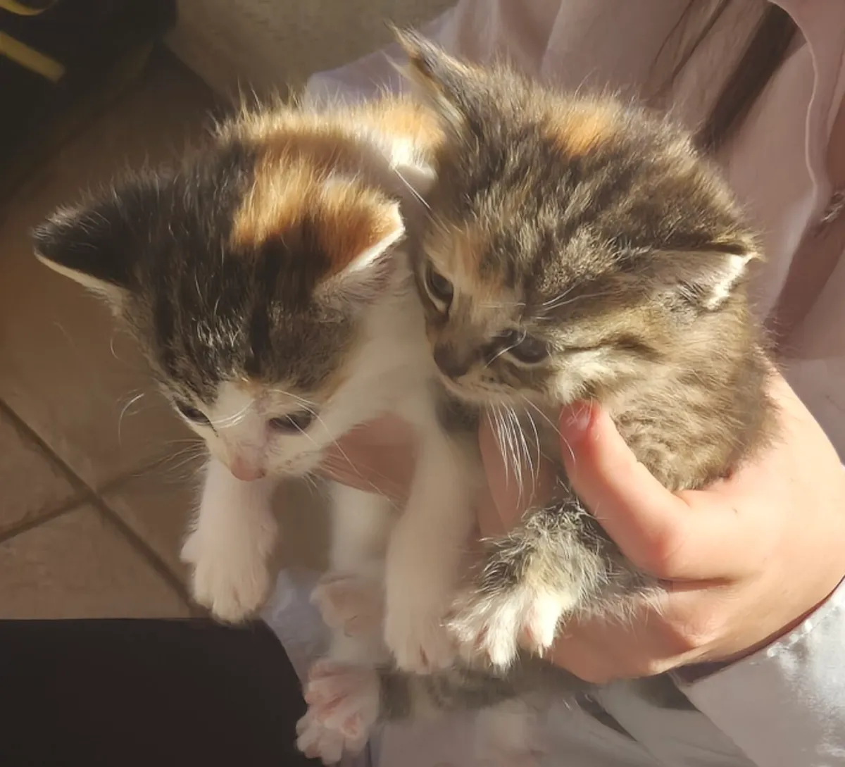 Beautiful Kittens with starter set - Image 3