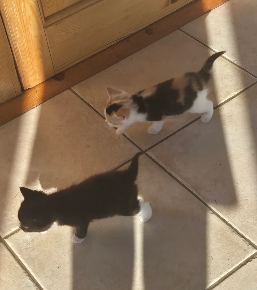 Beautiful Kittens with starter set - Image 4