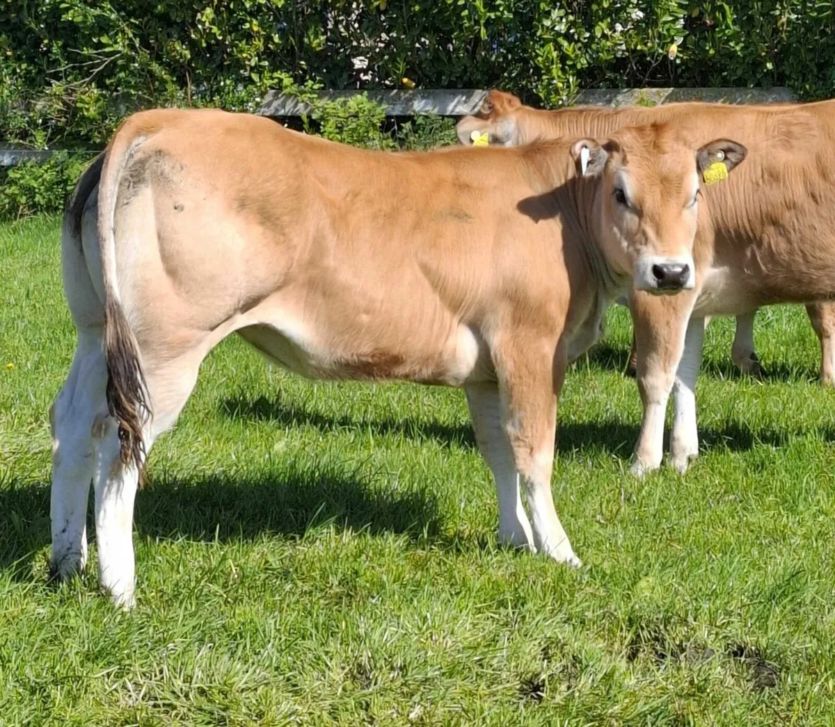 Irish Parthenaise Society Online Sale - Image 1