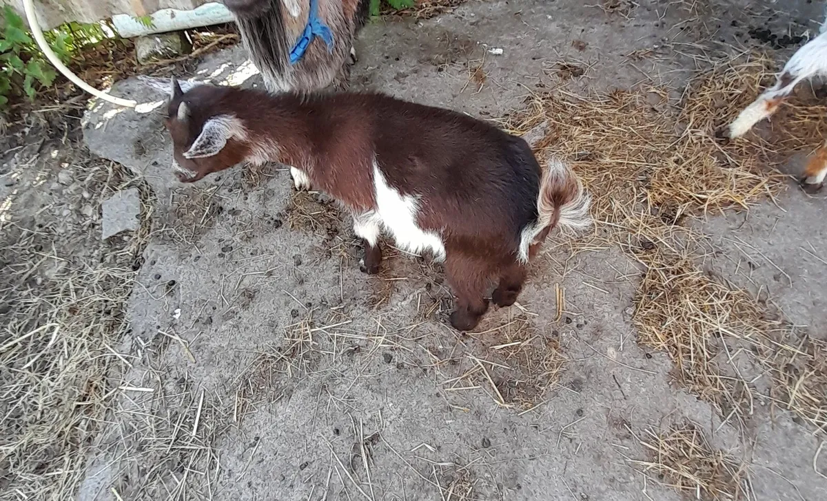 Pygmy Goats Female and Male - Image 3