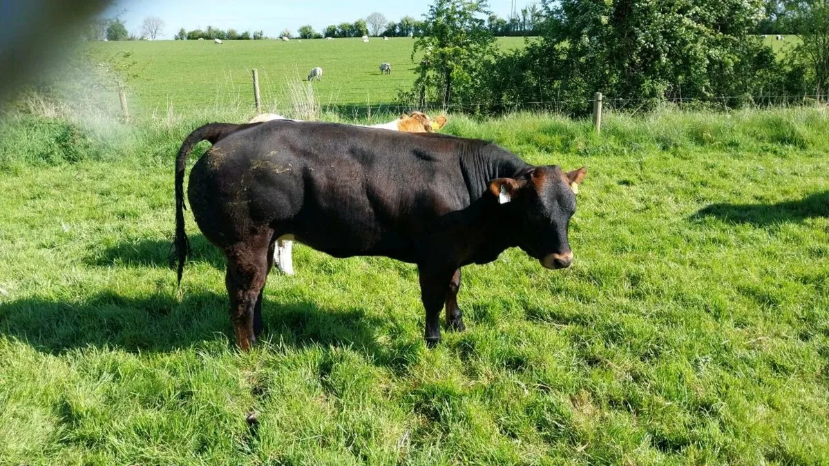 BBx heifer - Image 1