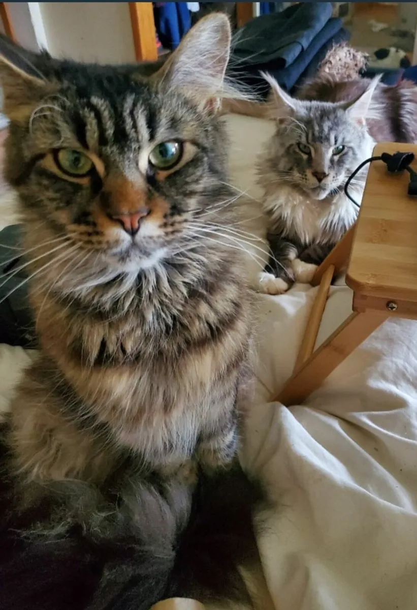 Maine Coon Kittens - Image 2