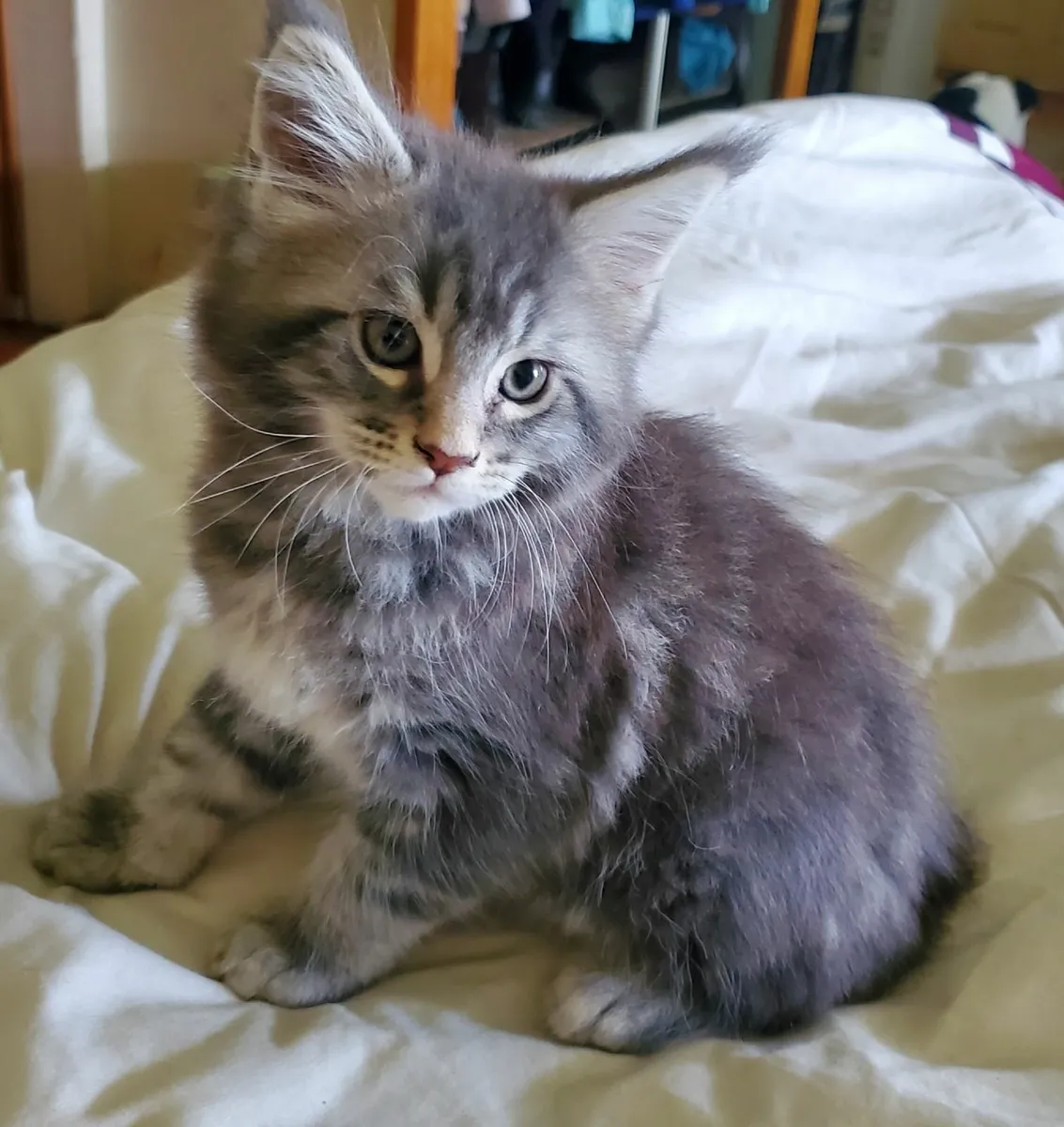 Maine Coon Kittens - Image 3