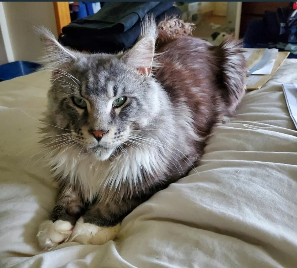 Maine Coon Kittens - Image 4