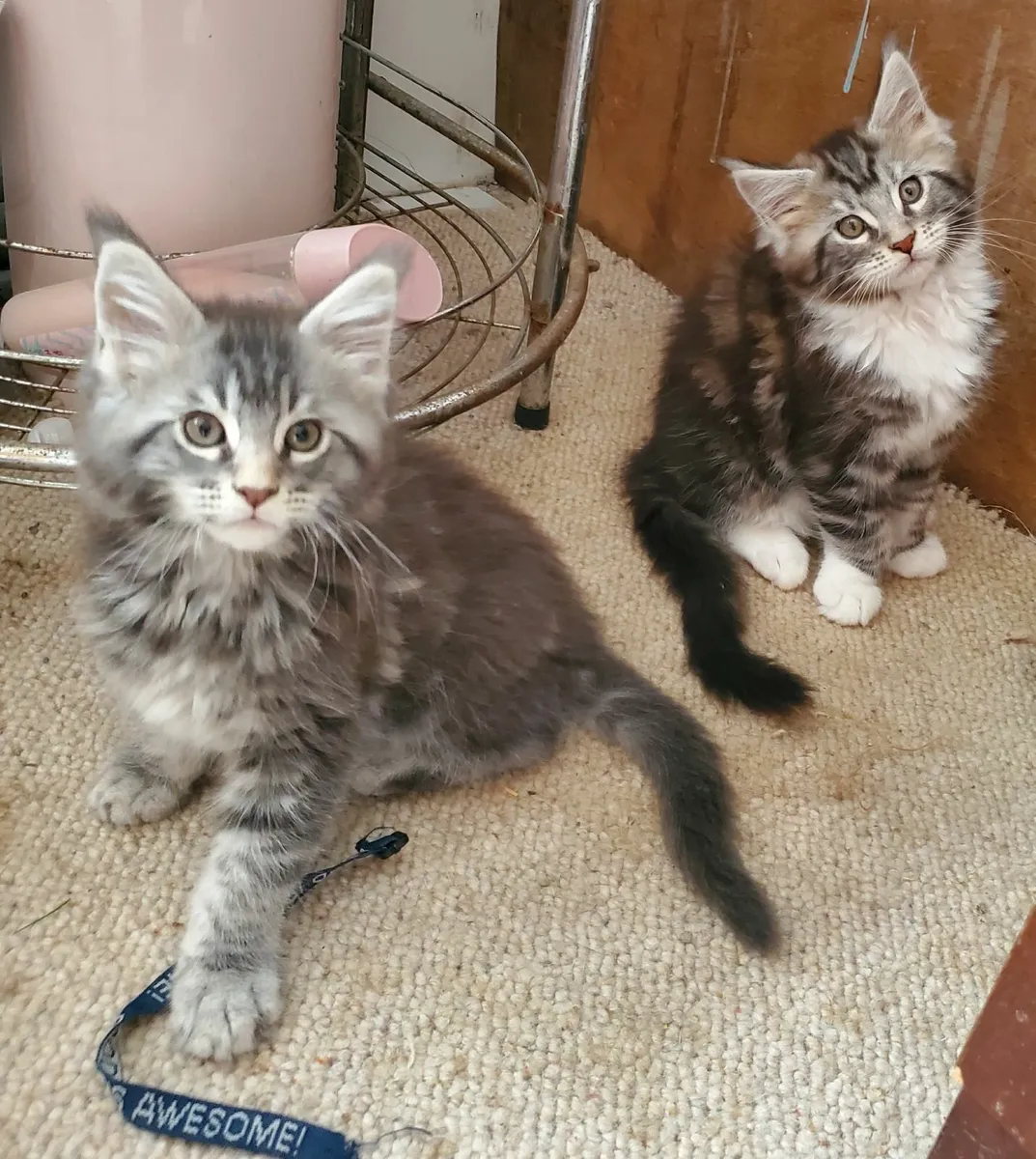 Maine Coon Kittens - Image 1