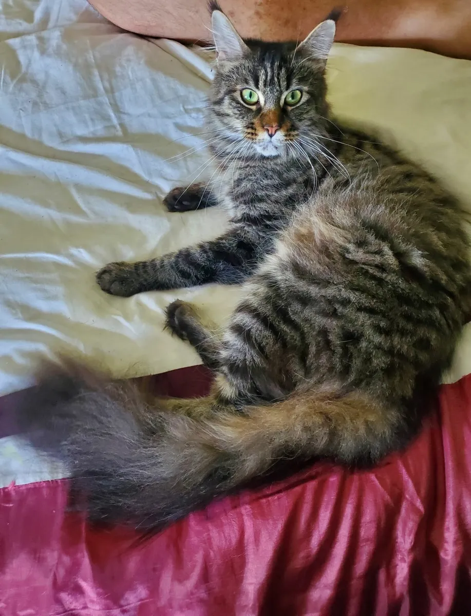Maine Coon Kittens - Image 4