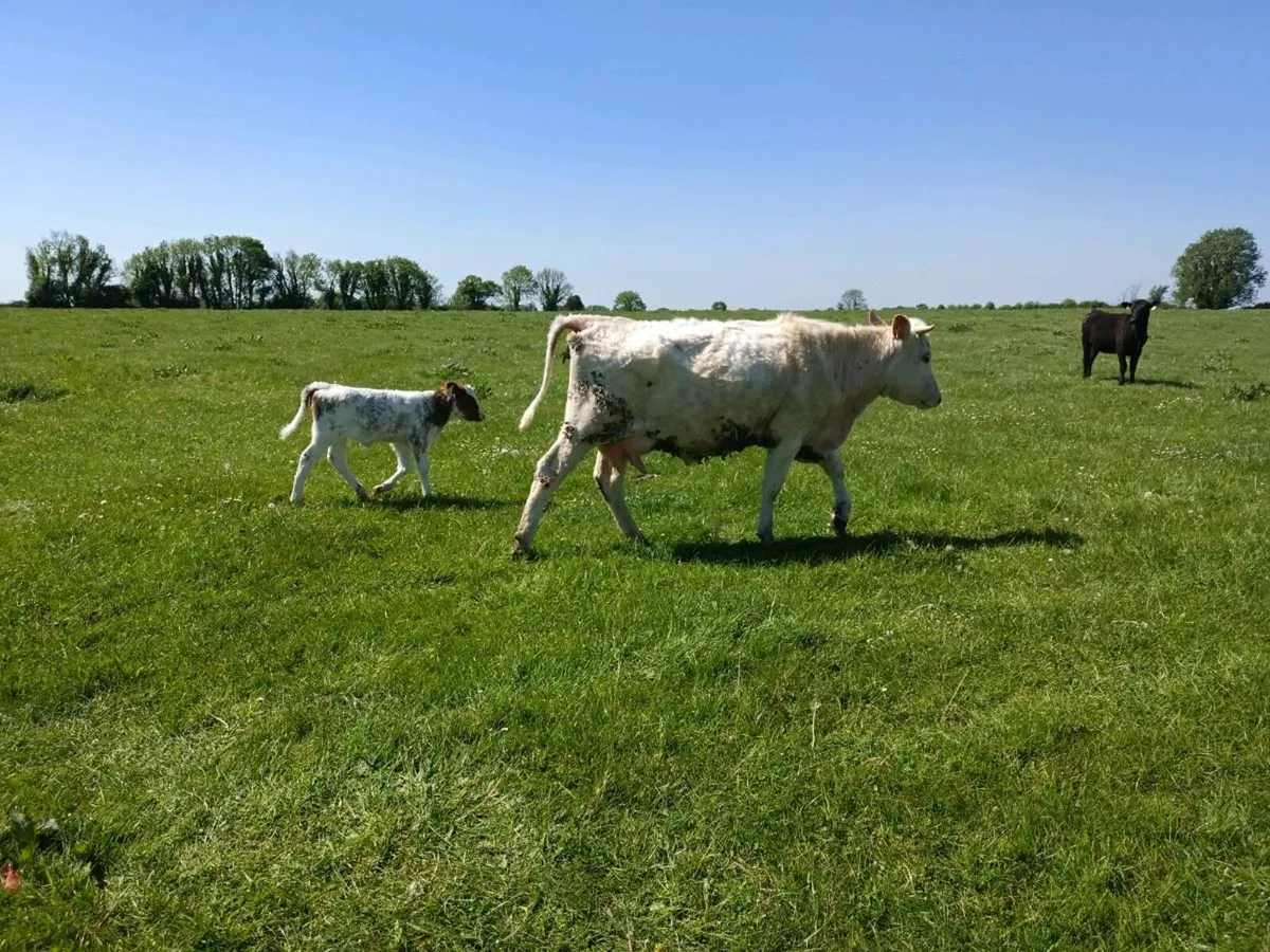Organic heifers with calves - Image 1