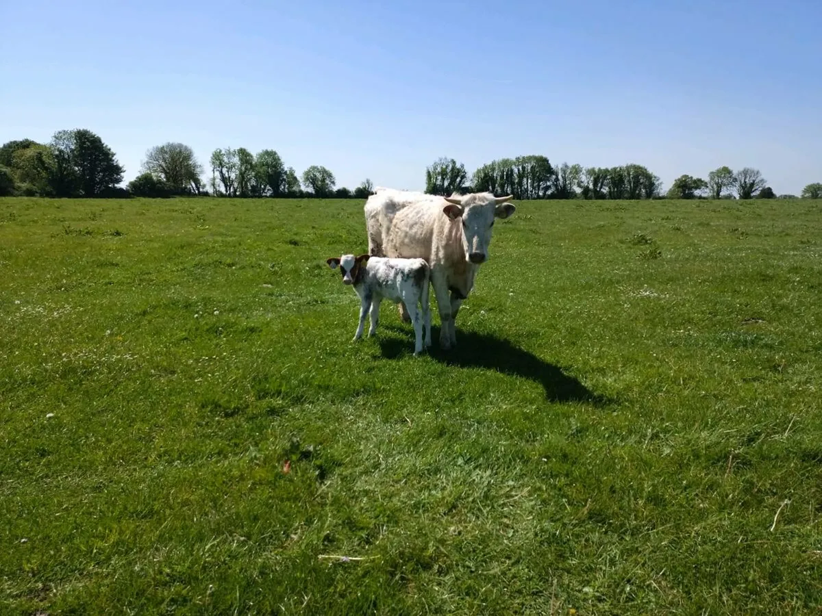 Organic heifers with calves - Image 2