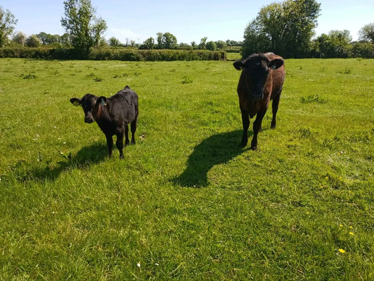 Organic heifers with calves - Image 4