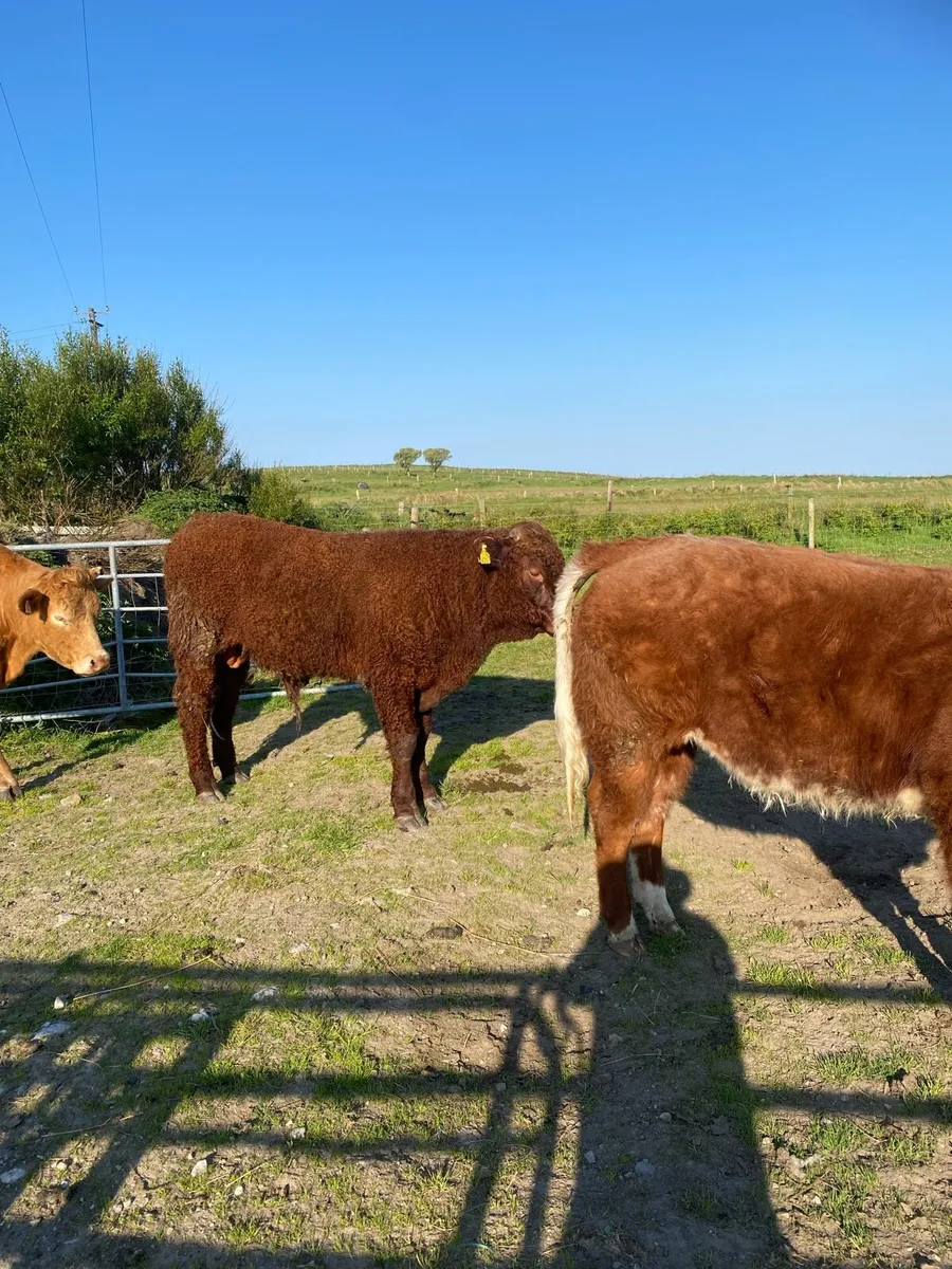 Saler bull - Image 2