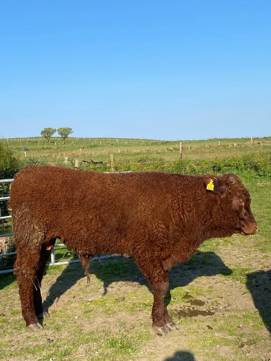 Saler bull - Image 3
