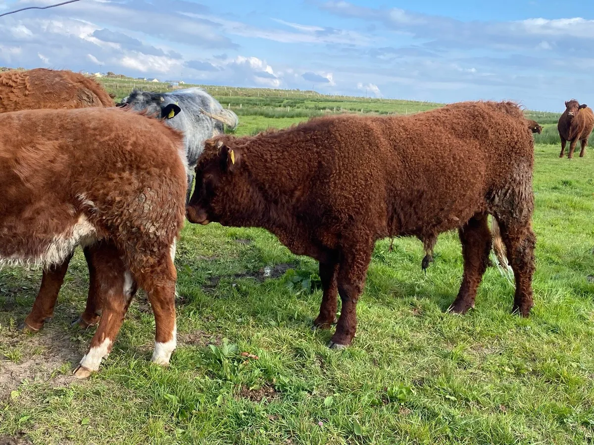 Saler bull - Image 4