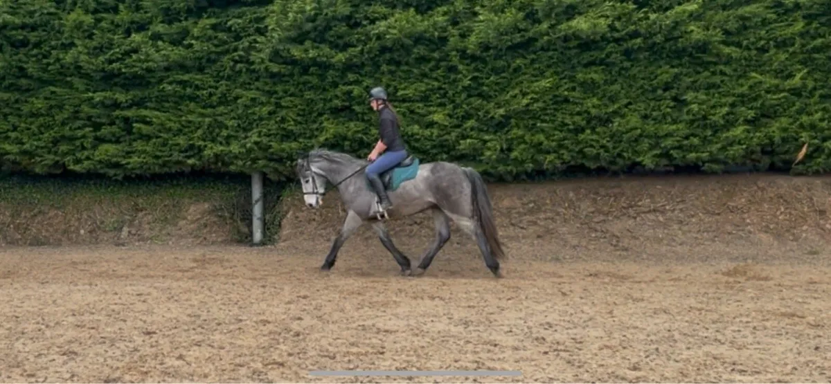 15hand Connemara gelding - Image 2