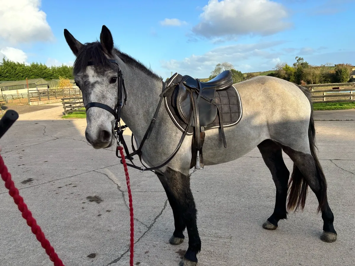 15hand Connemara gelding - Image 3