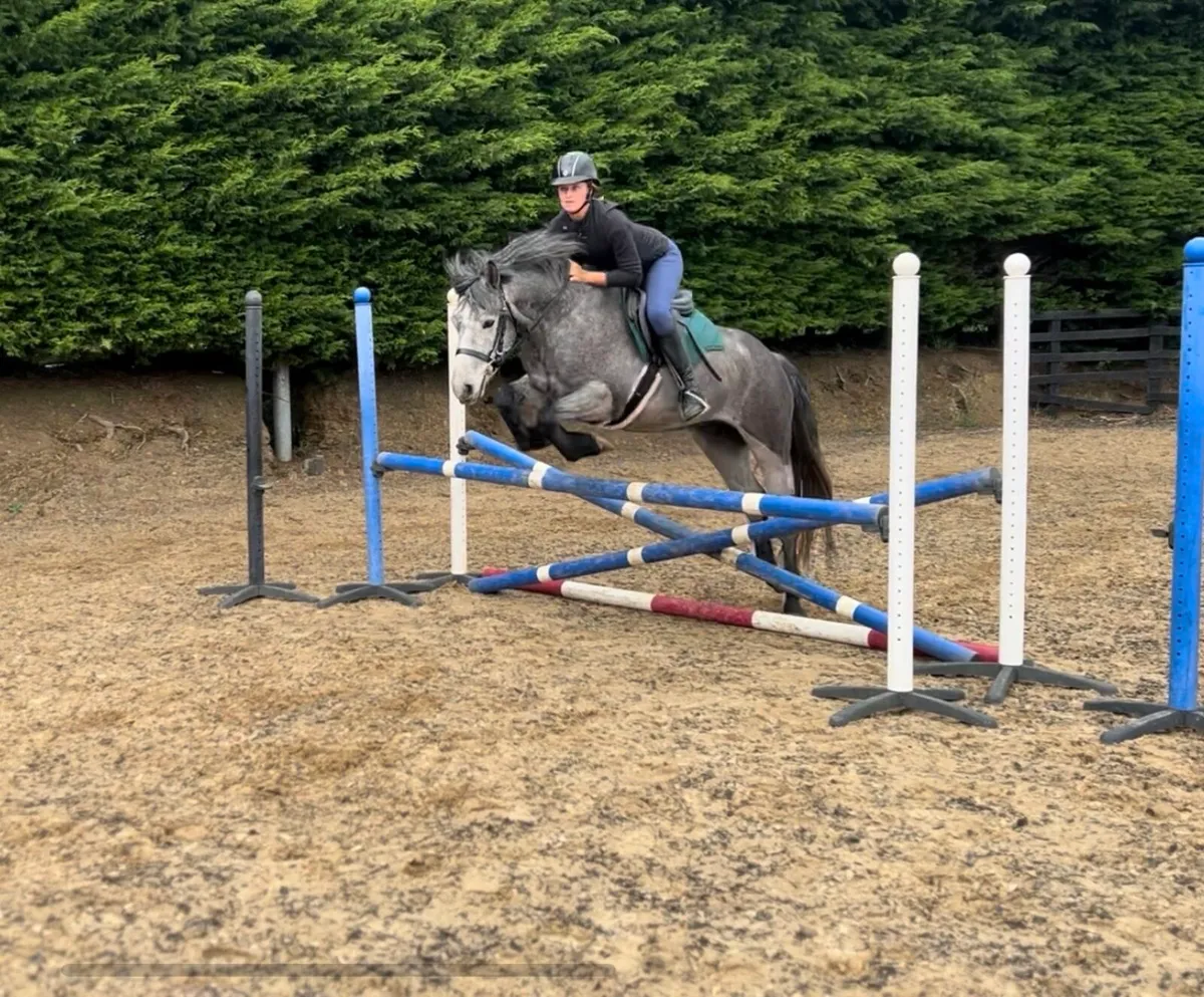 15hand Connemara gelding - Image 1
