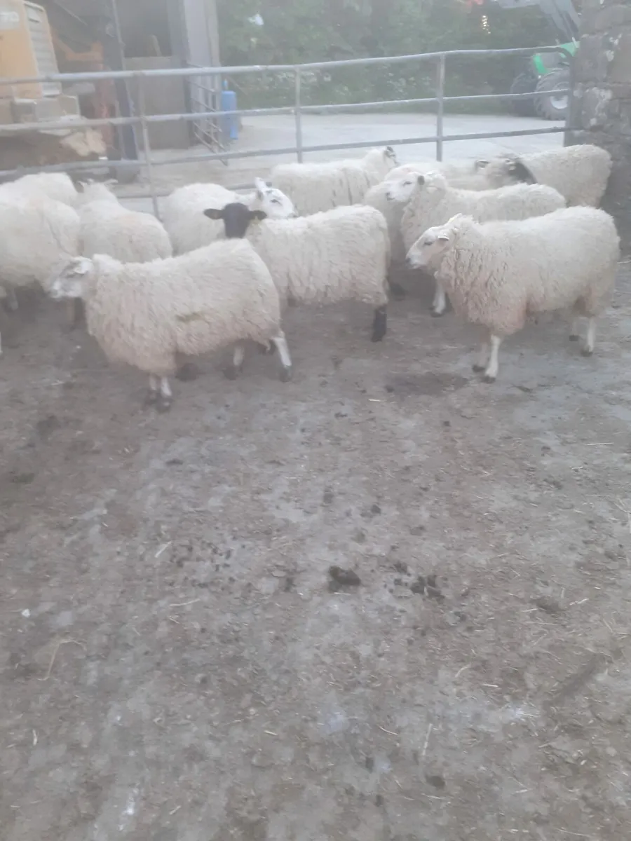 Ewes hoggets - Image 2