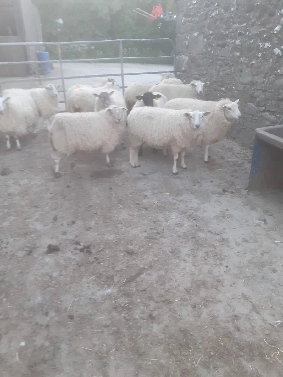 Ewes hoggets - Image 3