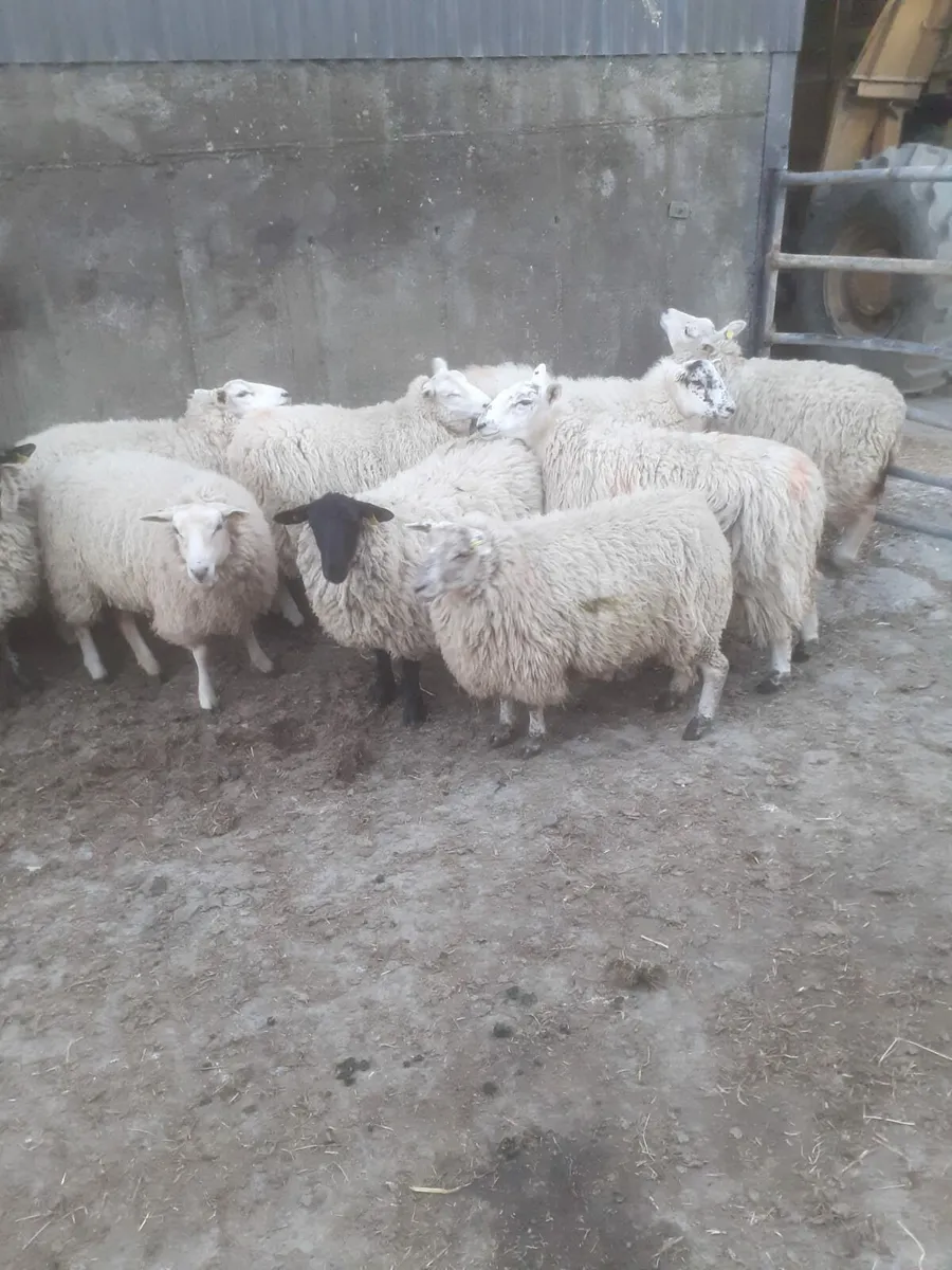 Ewes hoggets - Image 4