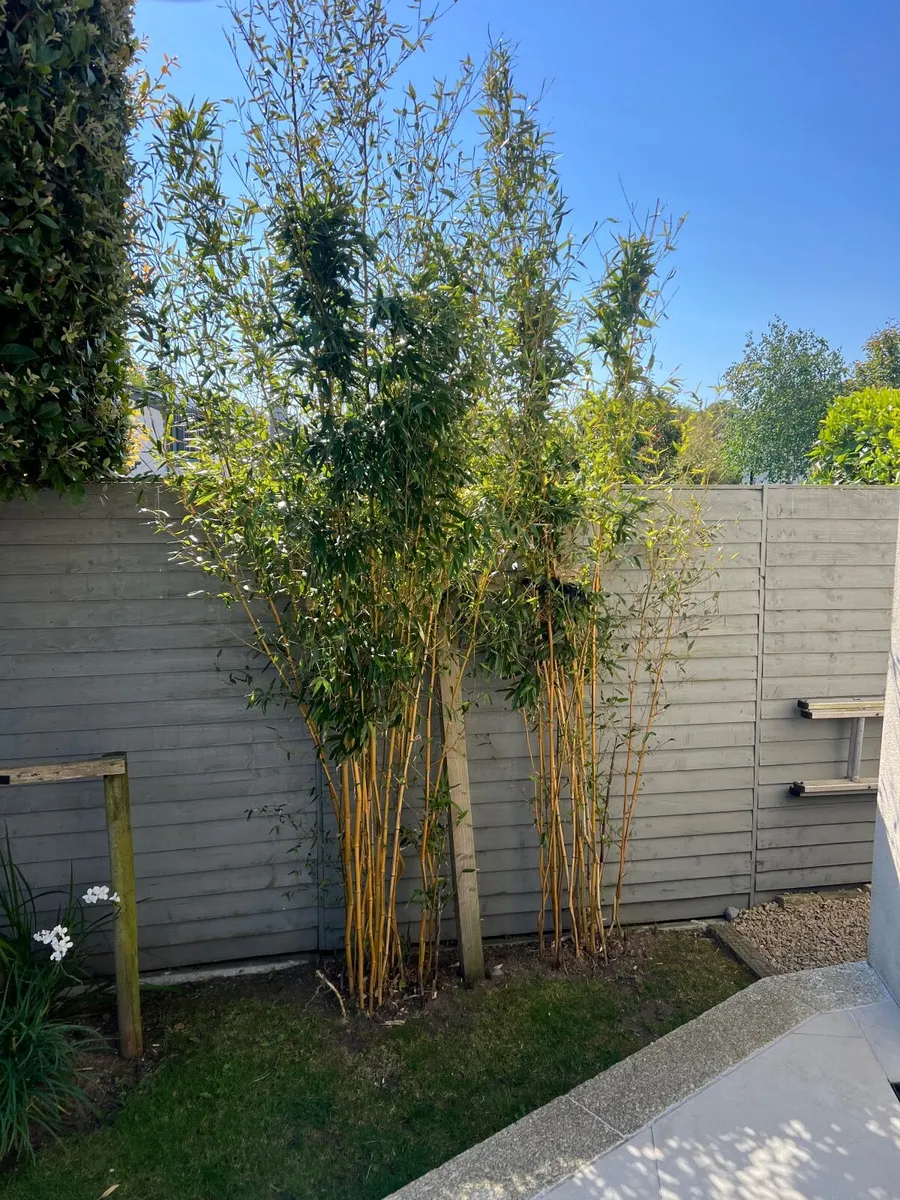 Bamboo Plants - Image 1