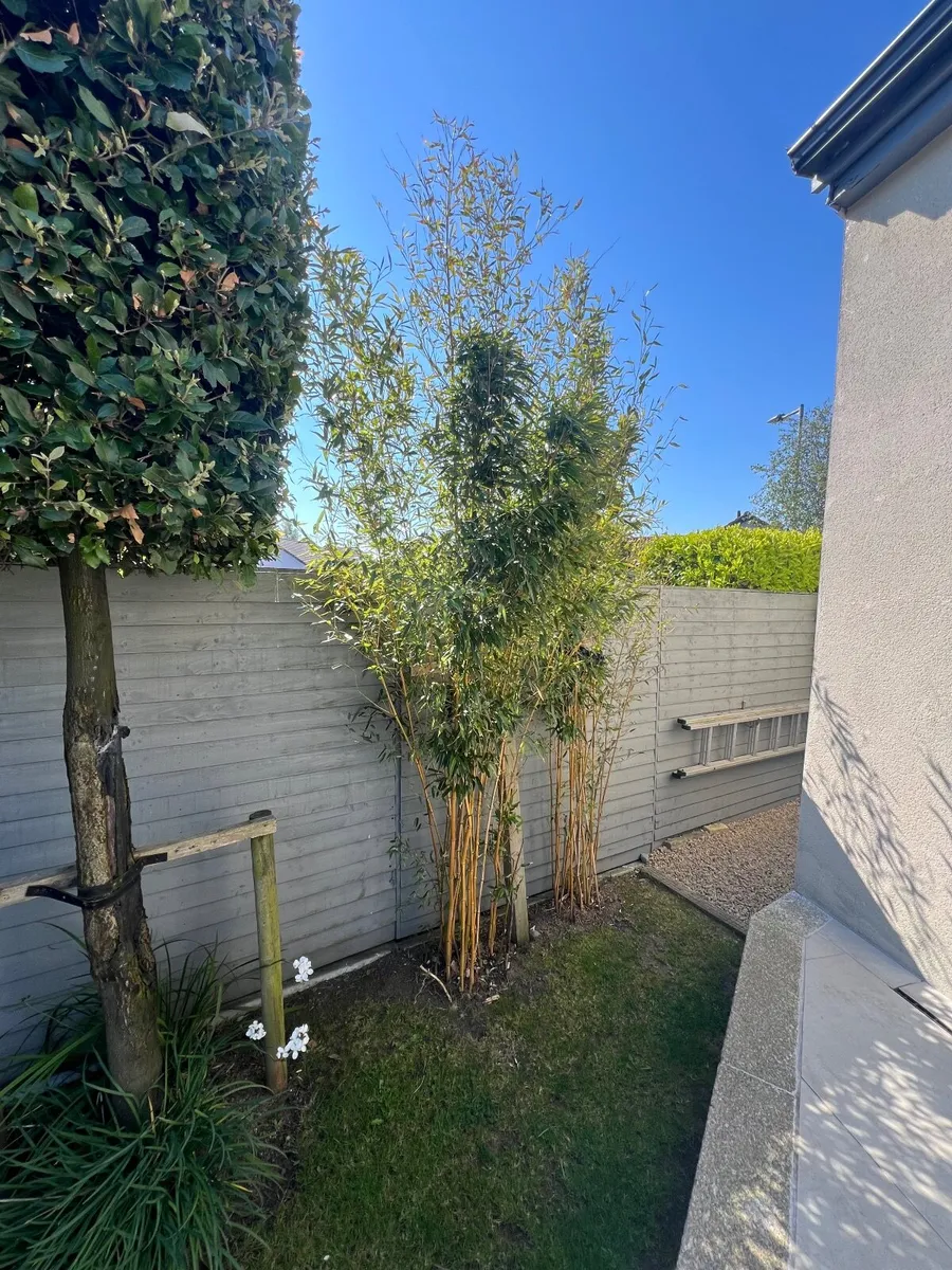 Bamboo Plants - Image 2