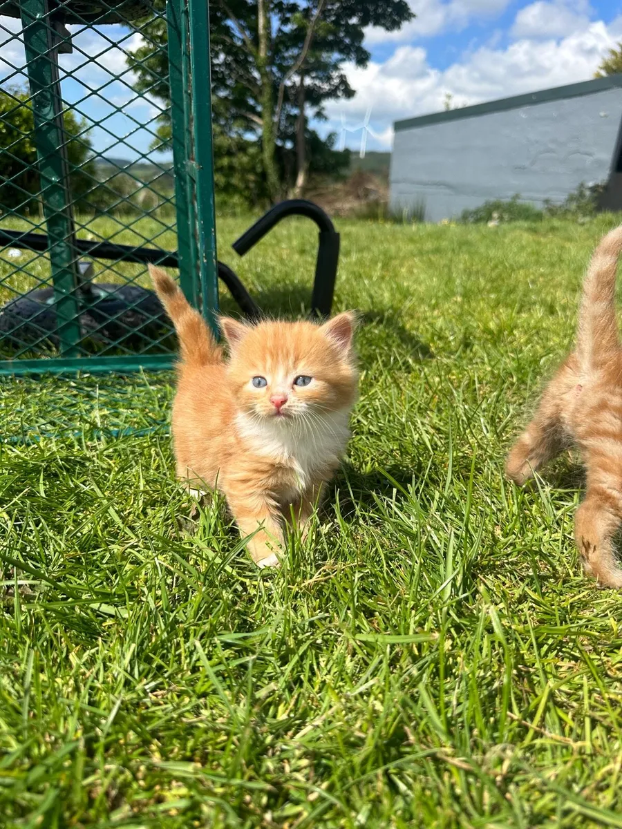 Kittens - Image 1