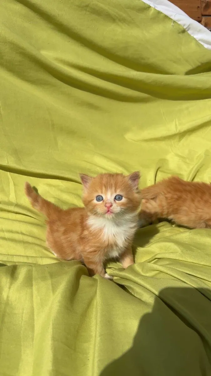 Kittens - Image 2
