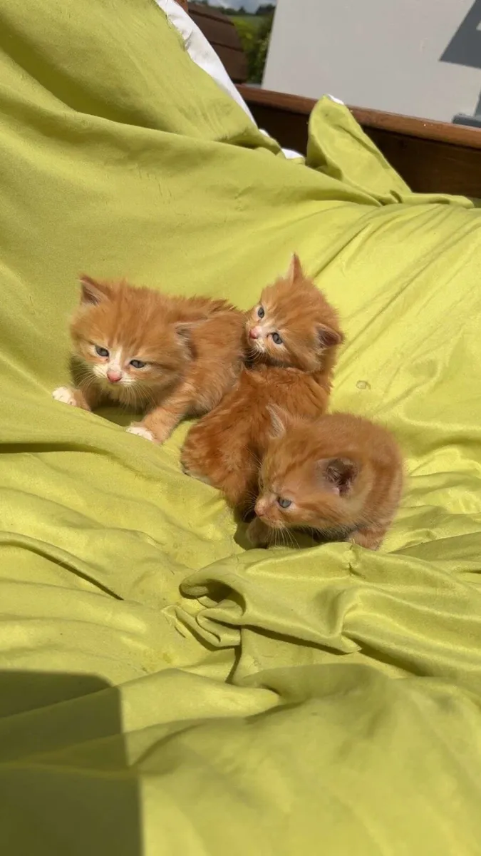 Kittens - Image 3