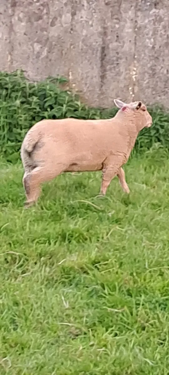 Pedigree charollais ewe lambs - Image 3