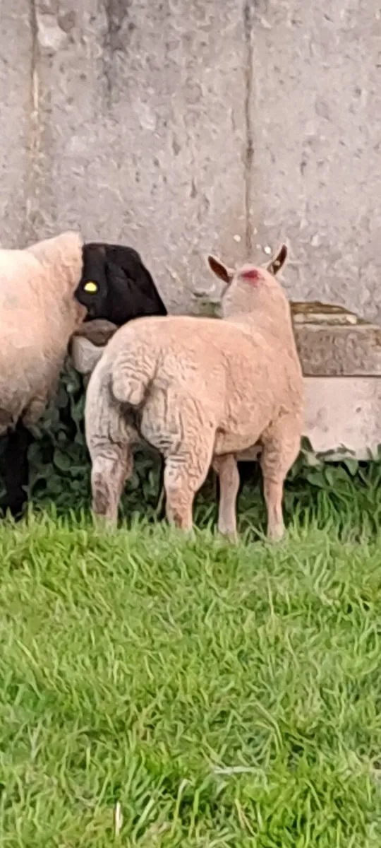 Pedigree charollais ewe lambs - Image 4
