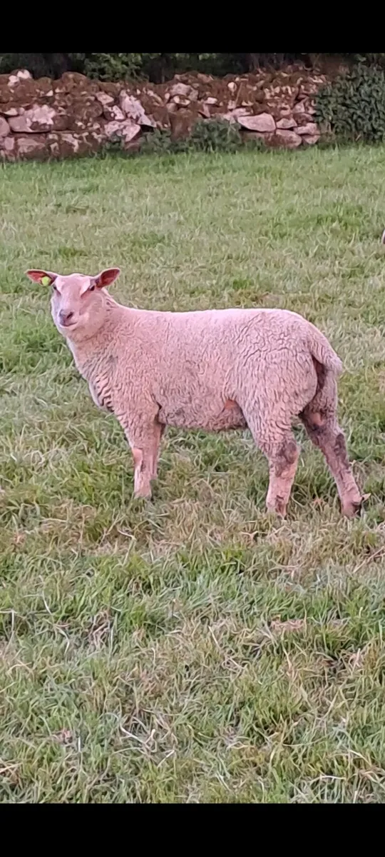 Pedigree charollais ewe lambs - Image 1