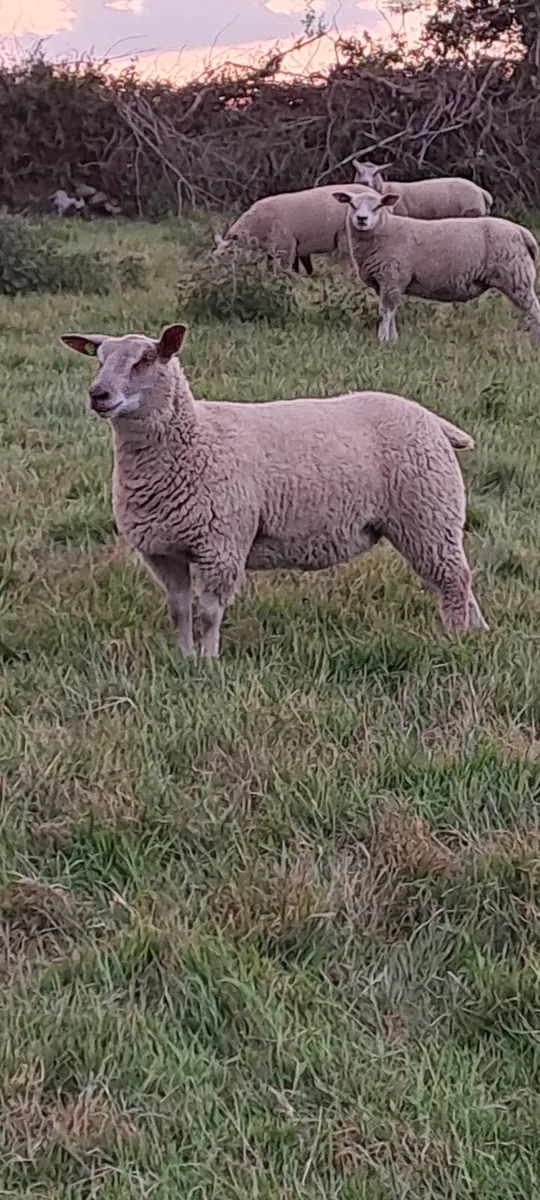 Pedigree charollais ewe lambs - Image 2
