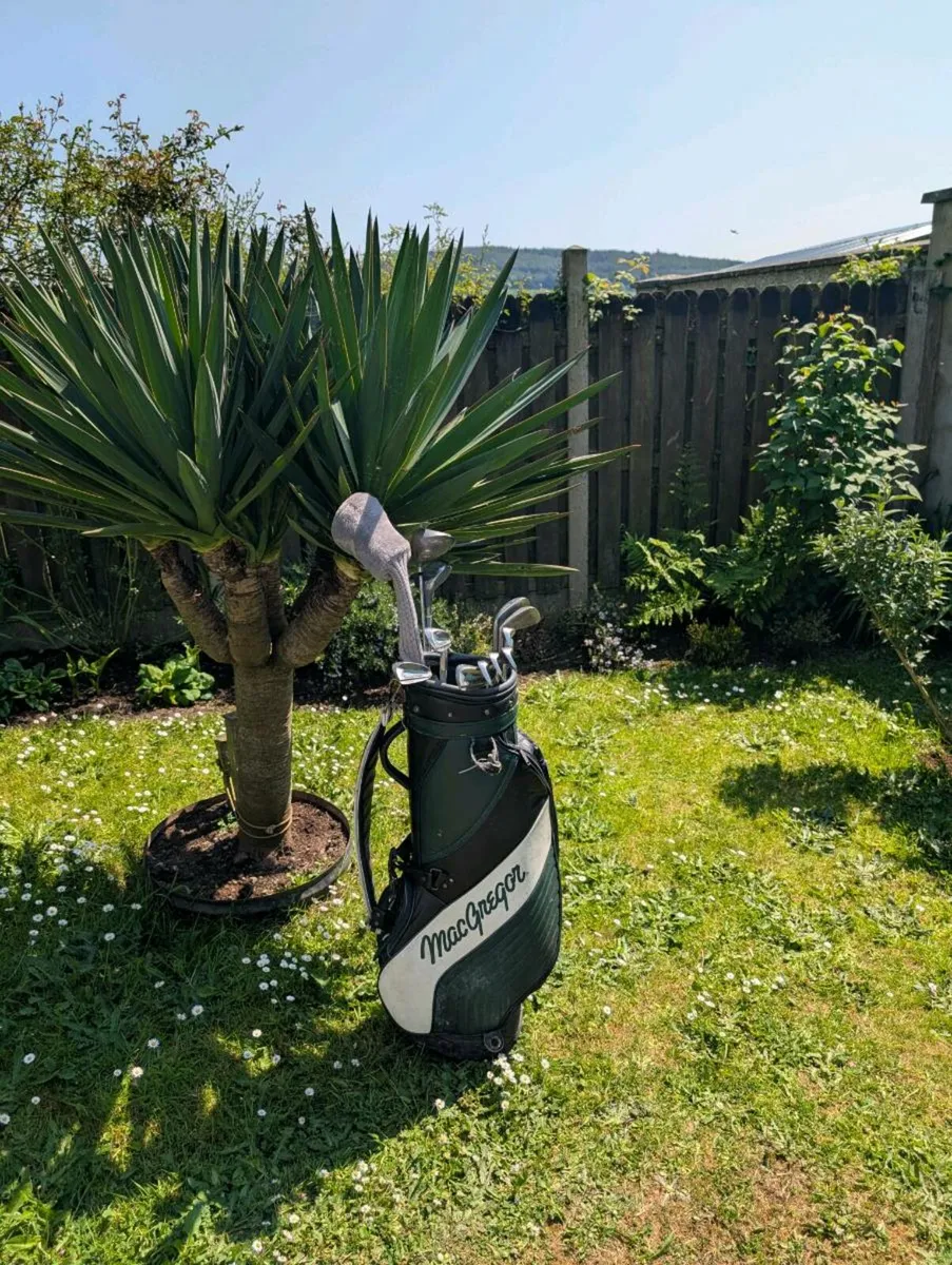 Ladies set of adult Golf clubs - Image 1