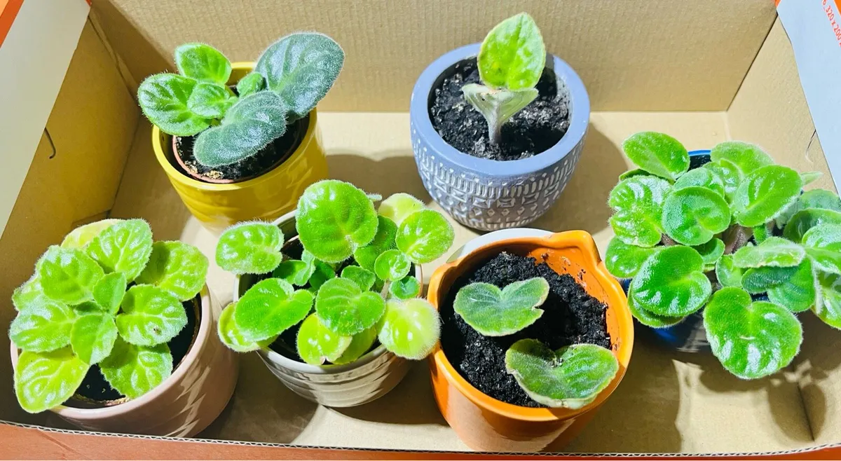 Plants in ceramic pots - Image 1