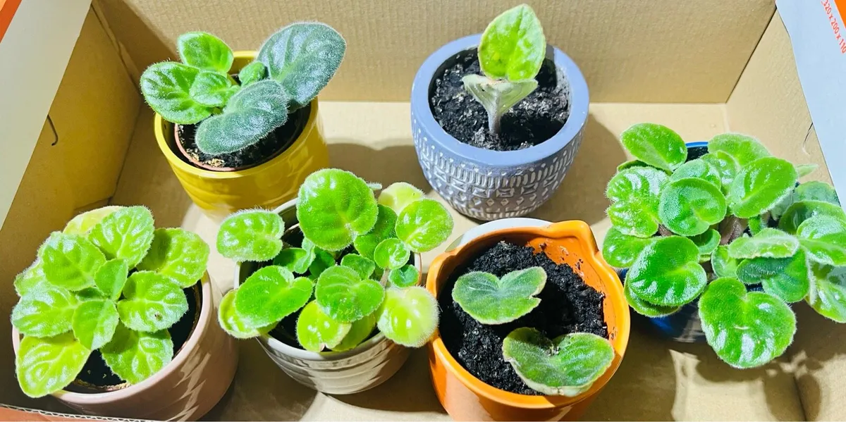 Plants in ceramic pots - Image 2