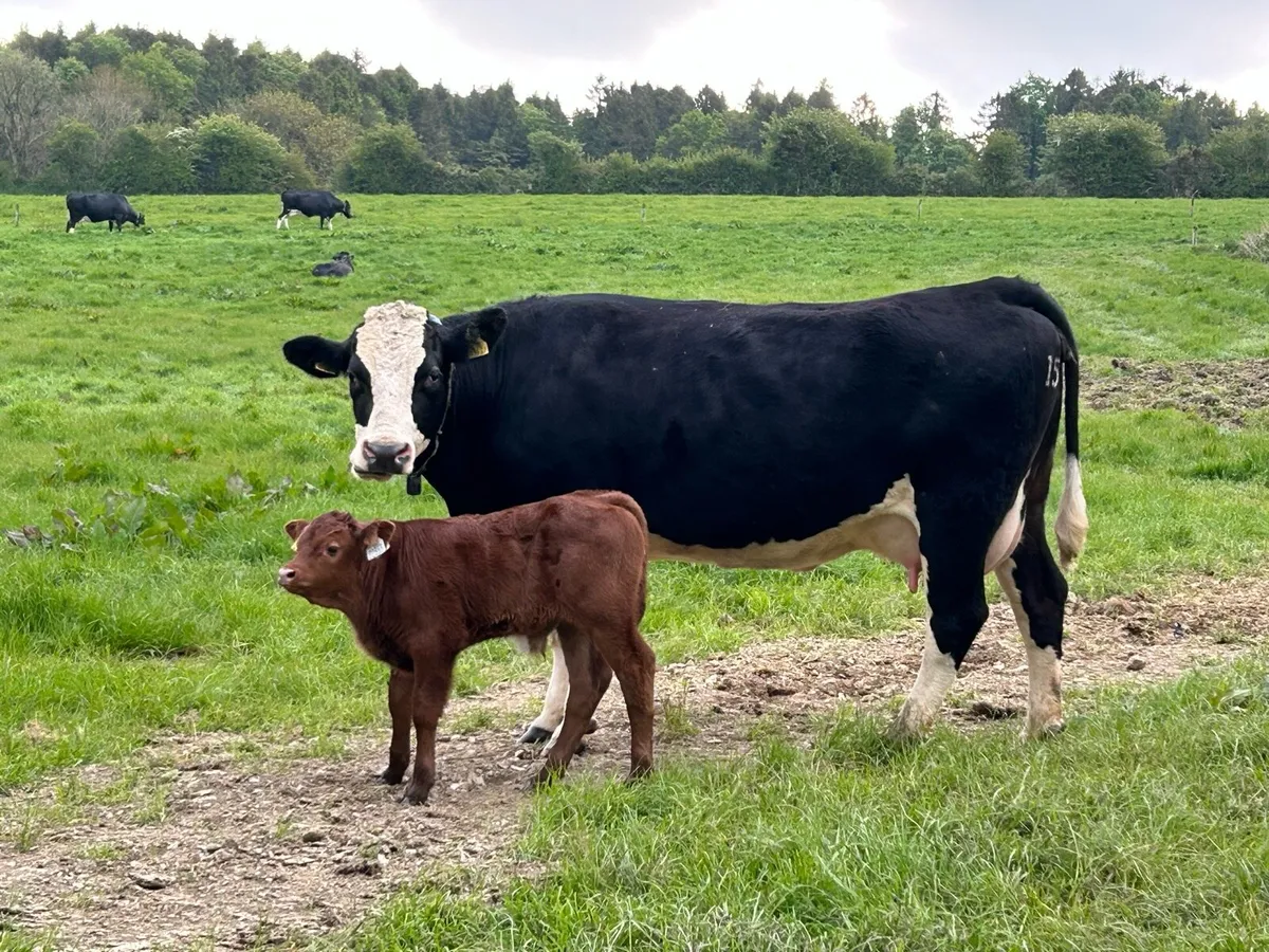 Cow and bull calf for sale - Image 1