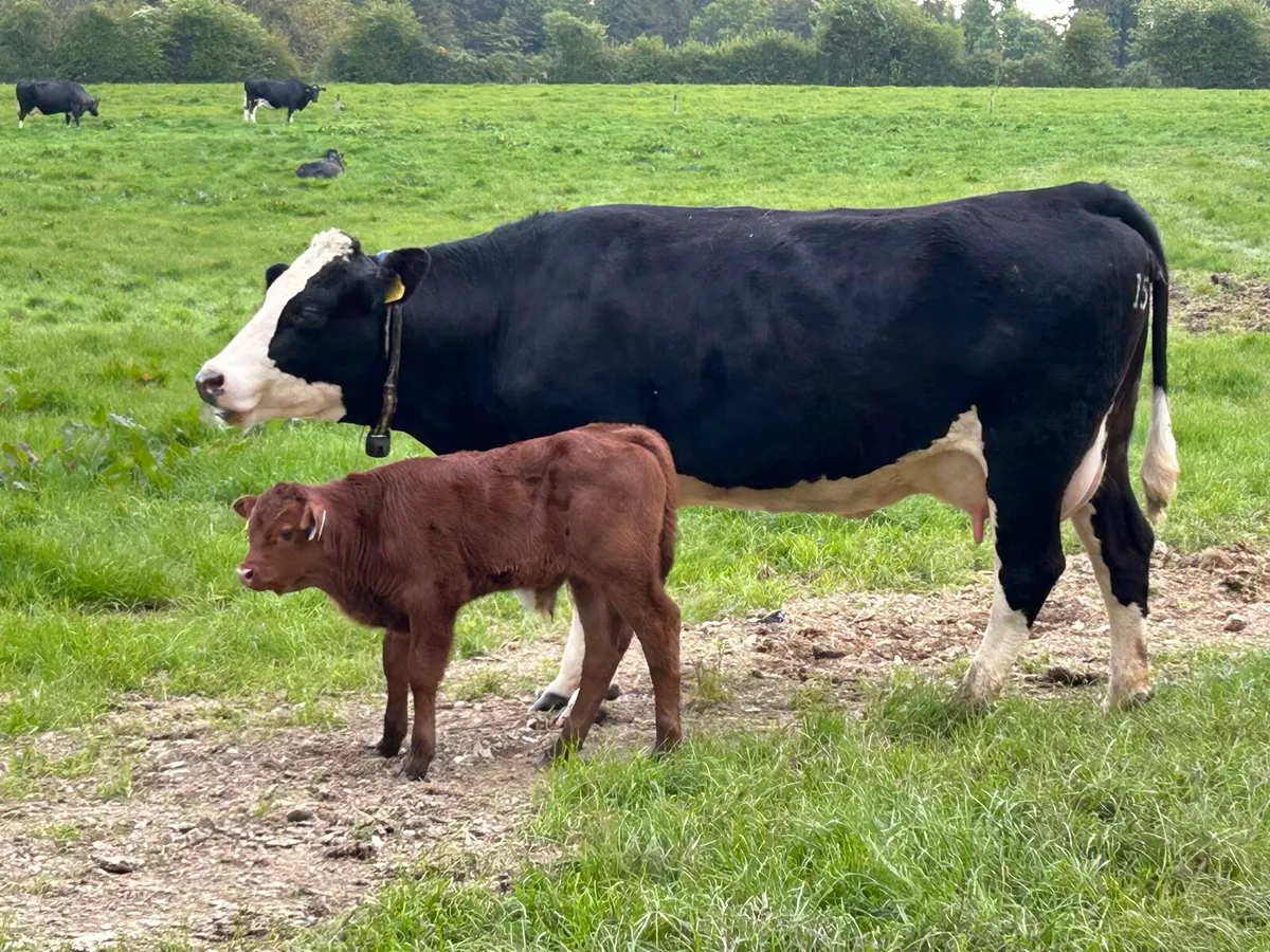Cow and bull calf for sale - Image 2