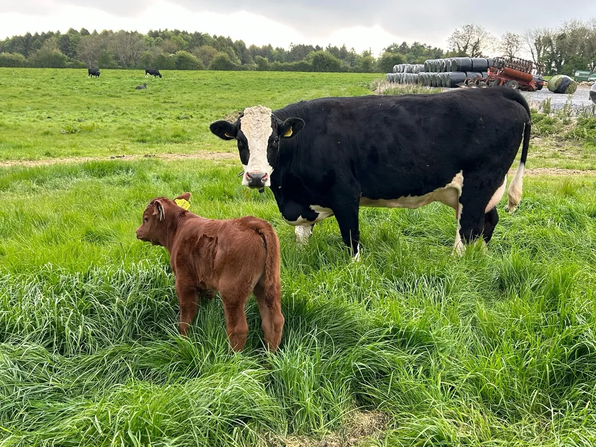 Cow and bull calf for sale - Image 3