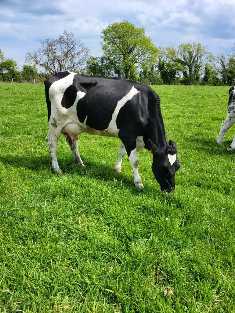 Freisan cow - Image 1