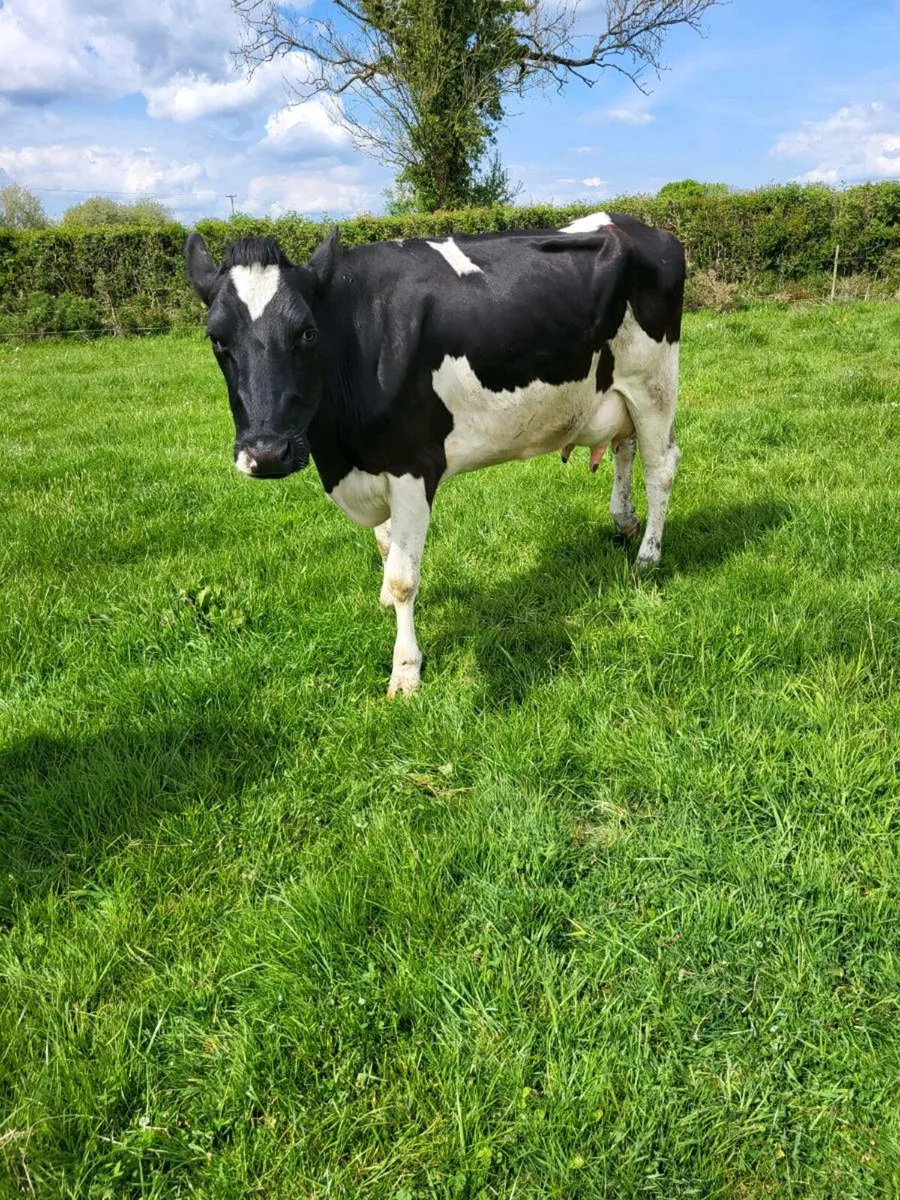 Freisan cow - Image 2
