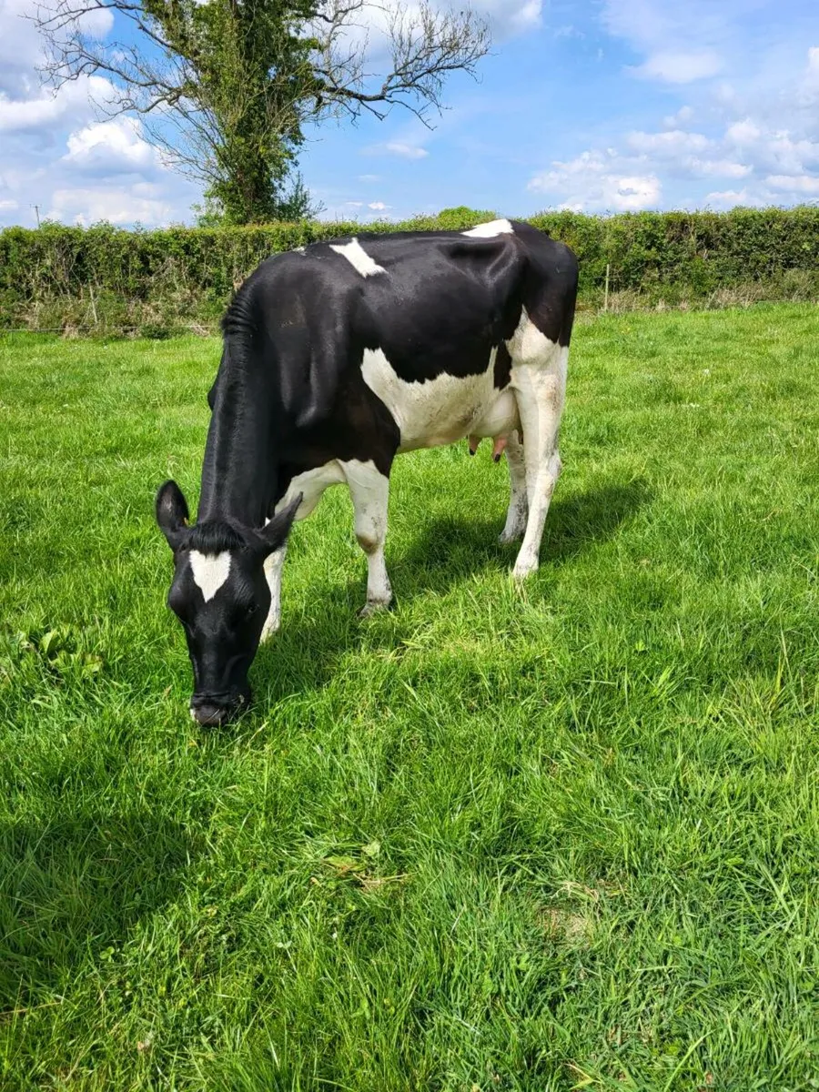 Freisan cow - Image 3