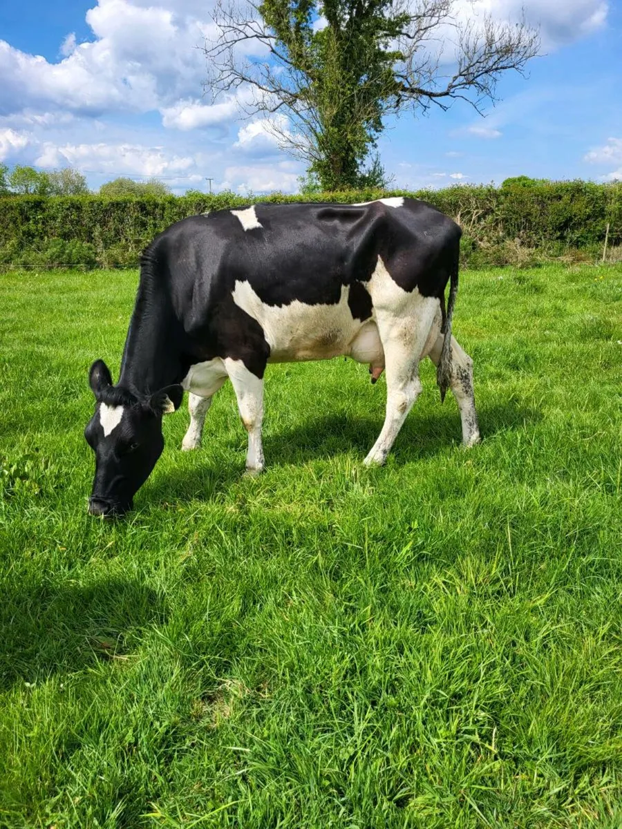 Freisan cow - Image 4