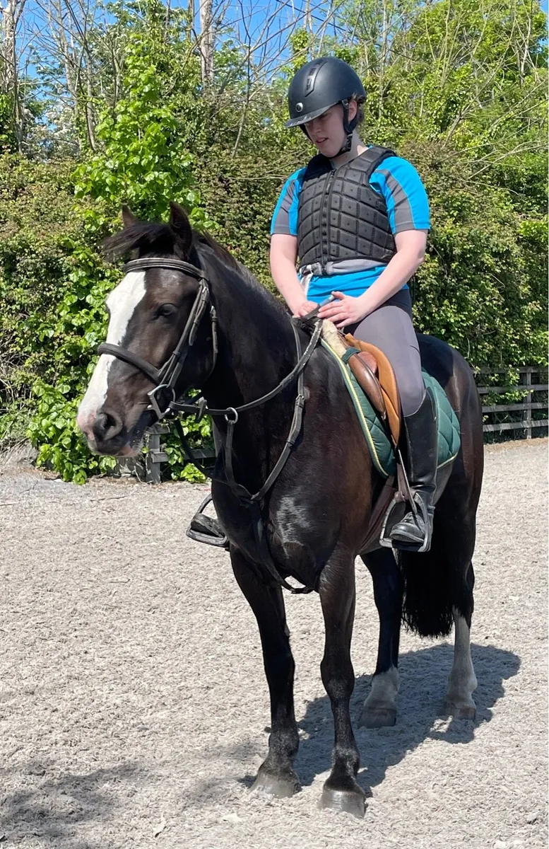 Quiet safe genuine gelding - Image 2