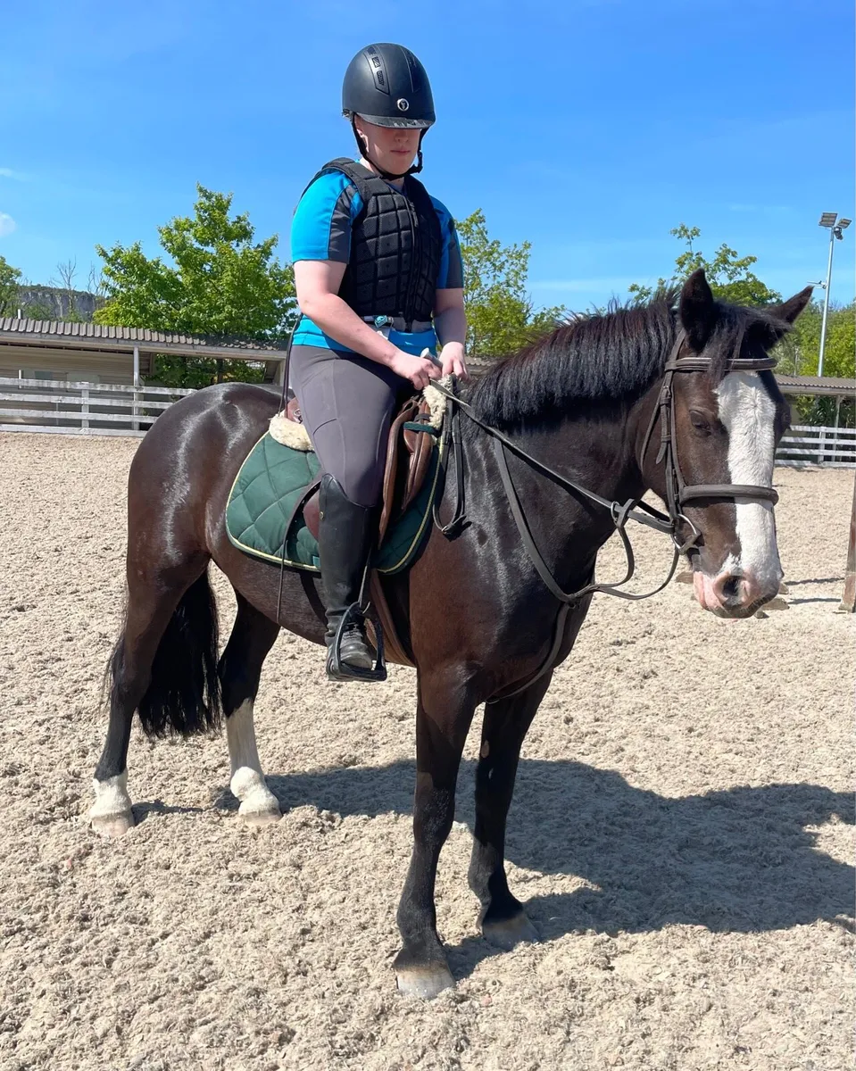 Quiet safe genuine gelding - Image 3