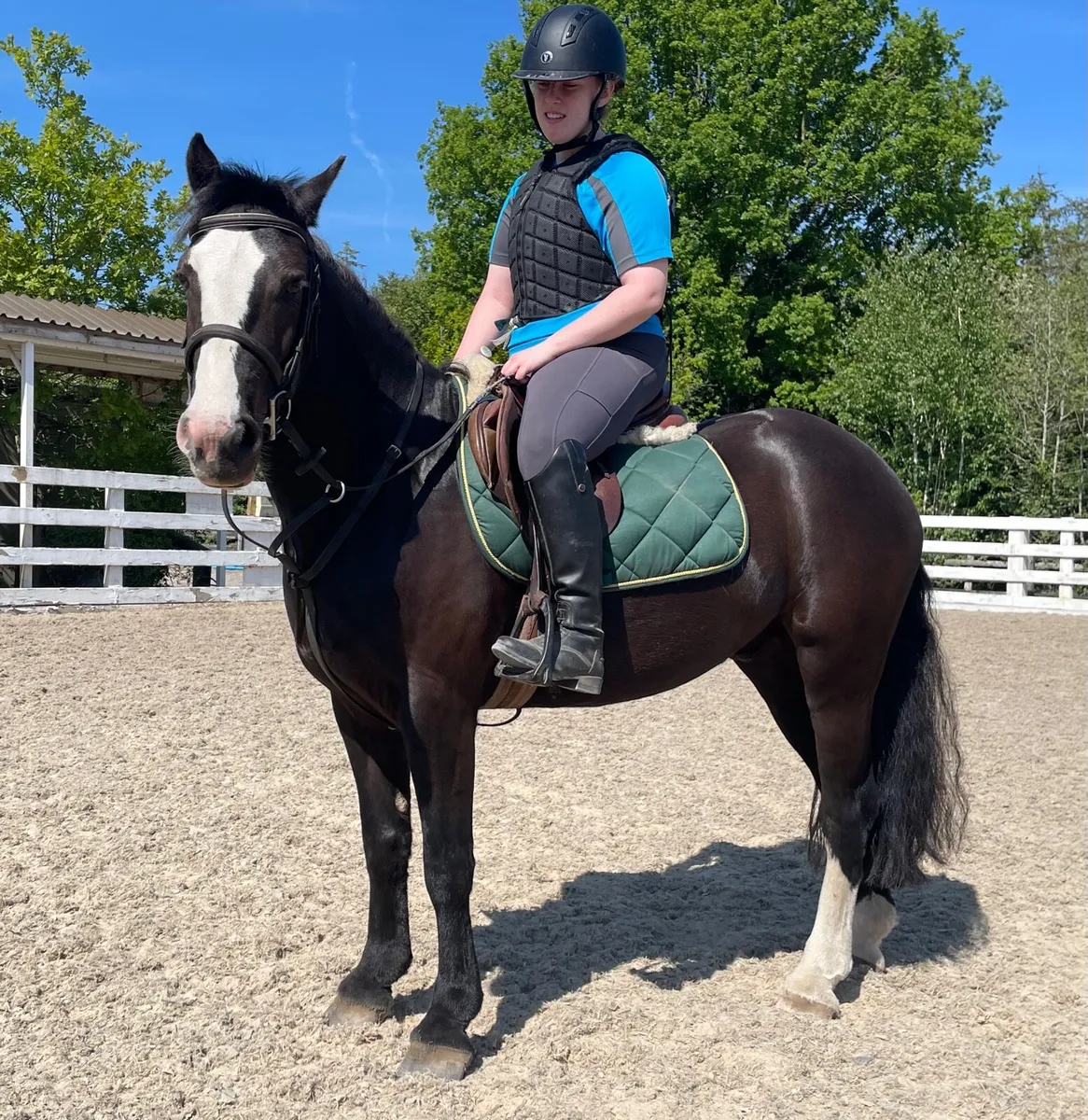 Quiet safe genuine gelding - Image 4