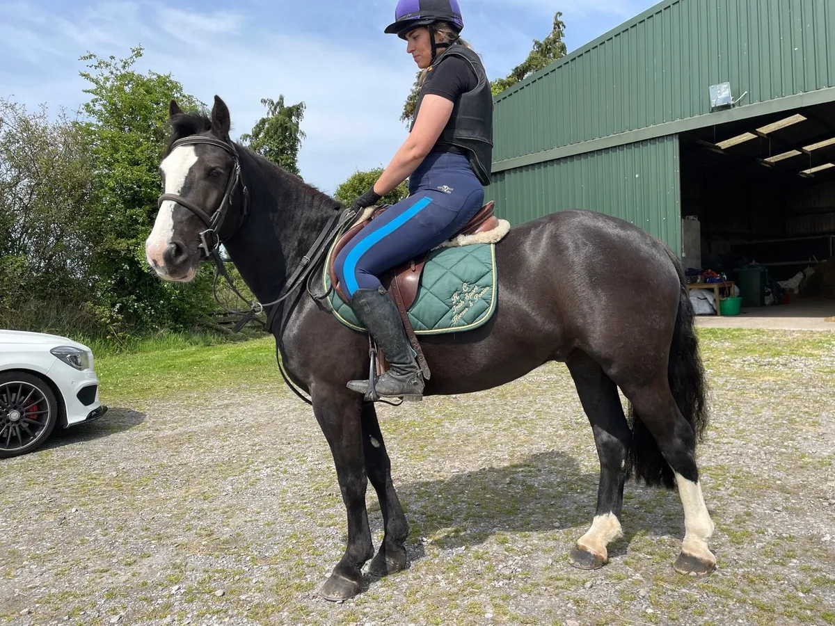 Quiet safe genuine gelding - Image 1
