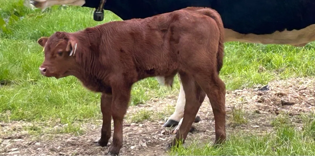 Cow and bull calf for sale - Image 4