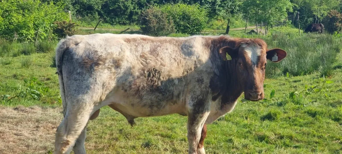Pedigree Shorthorn bull (for beef or Breeding ) - Image 1