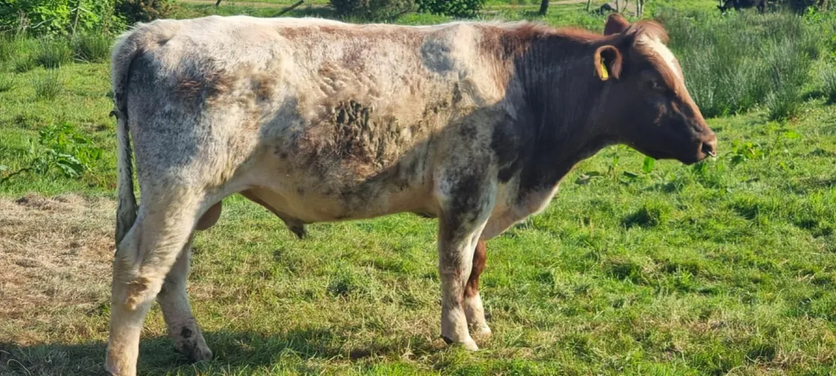 Pedigree Shorthorn bull (for beef or Breeding ) - Image 2