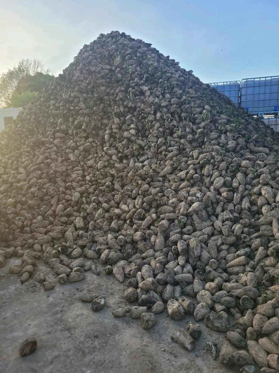 Fodder Beet